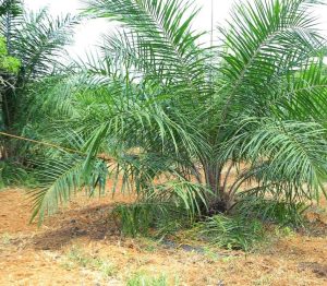 oil palm