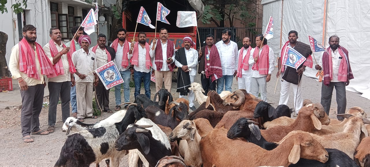 golla-kuruma protested with sheep and goats at gandhi bhavan